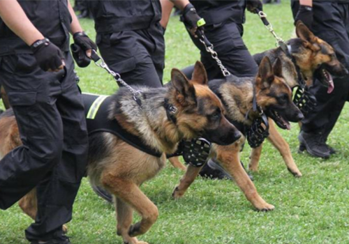 江蘇高端隨身警犬護衛